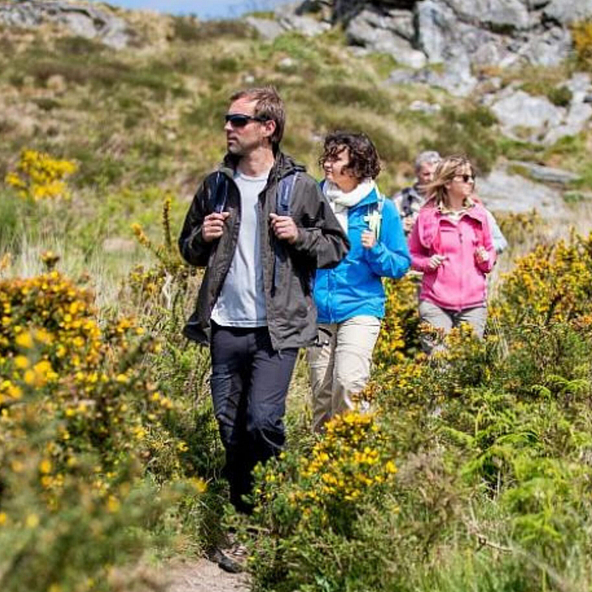 Groupe de randonneurs traversant un sentier bordé d’ajoncs en fleurs dans les Monts d’Arrée, Bretagne.
