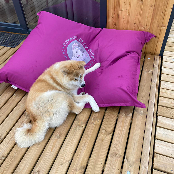 Chien Akita allong&eacute; sur un coussin violet du camping Domaine de Mesqueau