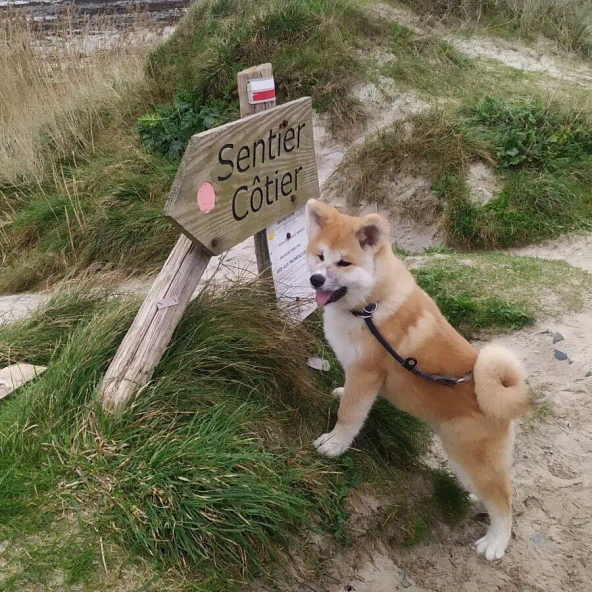 Chien Akita en promenade sur un sentier c&ocirc;tier pr&egrave;s du camping le Domaine de Mesqueau &agrave; Plougasnou