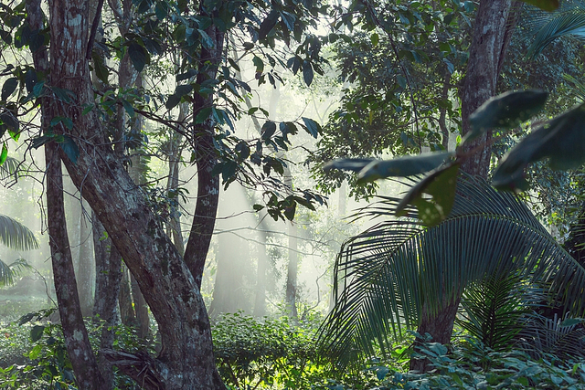 Jungle, visuelle Darstellung der Seite 404 -  Campingplatz Fréjus Ecolodge L‘Etoile d\'Argens
