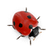 Ladybird