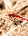 Domaine de Bagheera, Faune, Crocothemis
