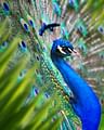 Domaine de Bagheera, Fauna, Pfau