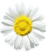 A daisy