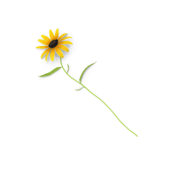 tournesol