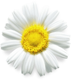 A daisy