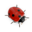 Ladybird