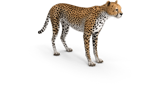 Cheetah