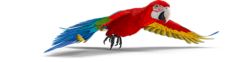 Parrot